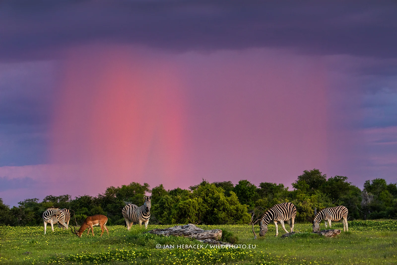 Etosha NP, Namibie